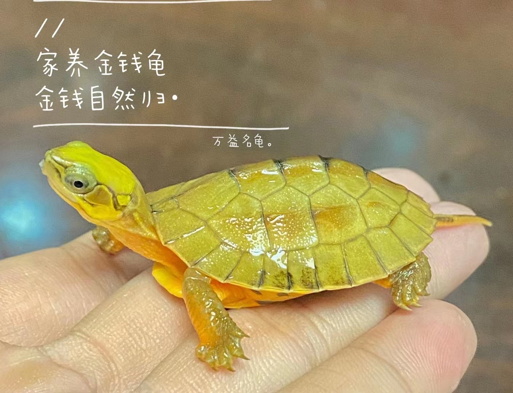 宠物龟# 海南金钱龟,又名三线闭壳龟!黄头,黄脸,黄下巴.