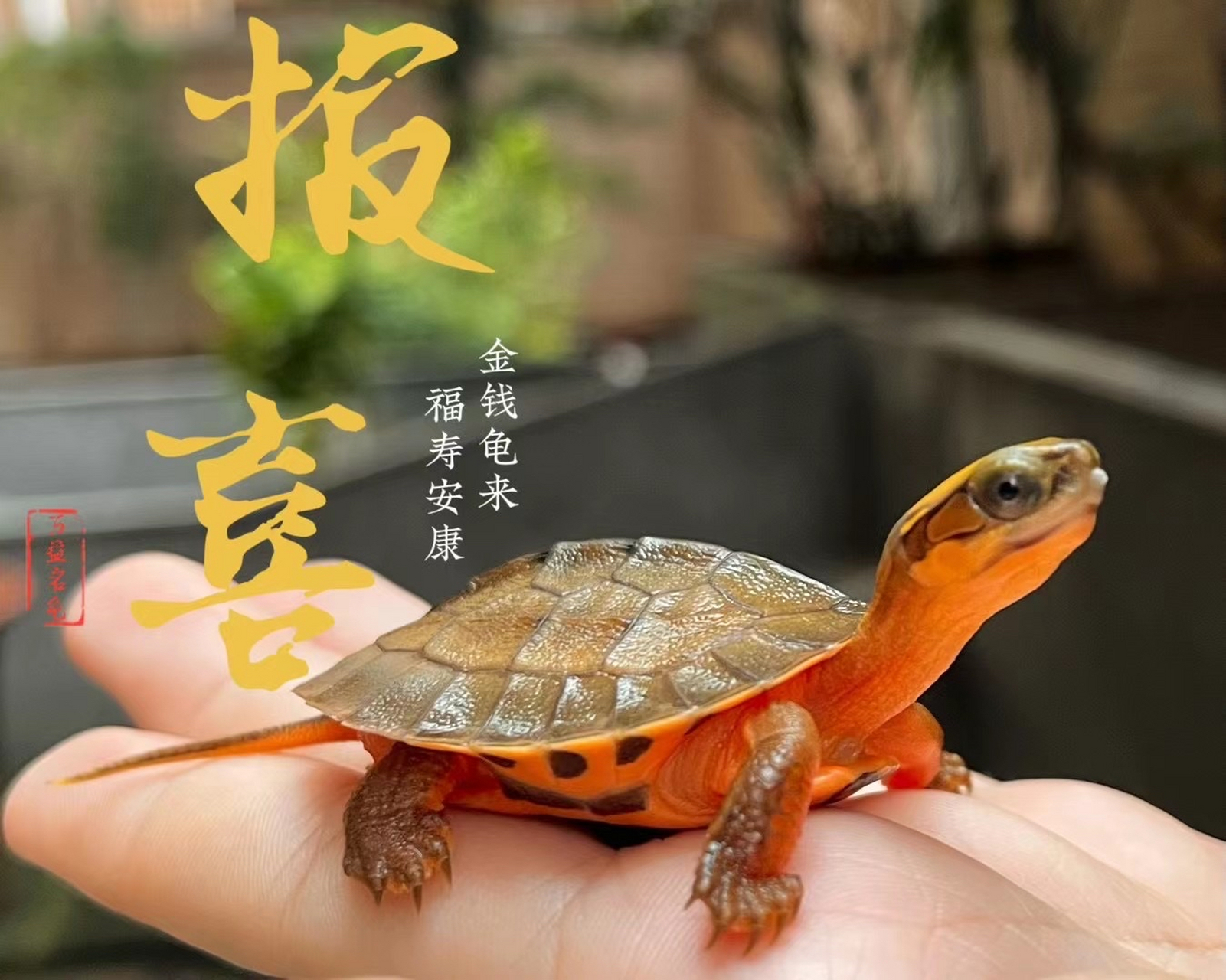 又名"红边龟,断板龟" 饲养起来简单方便!
