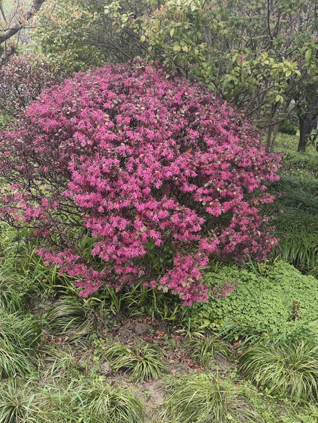 杜鹃盛放,密集花朵如诗如画94  96在这片繁花似锦的杜鹃灌木丛中