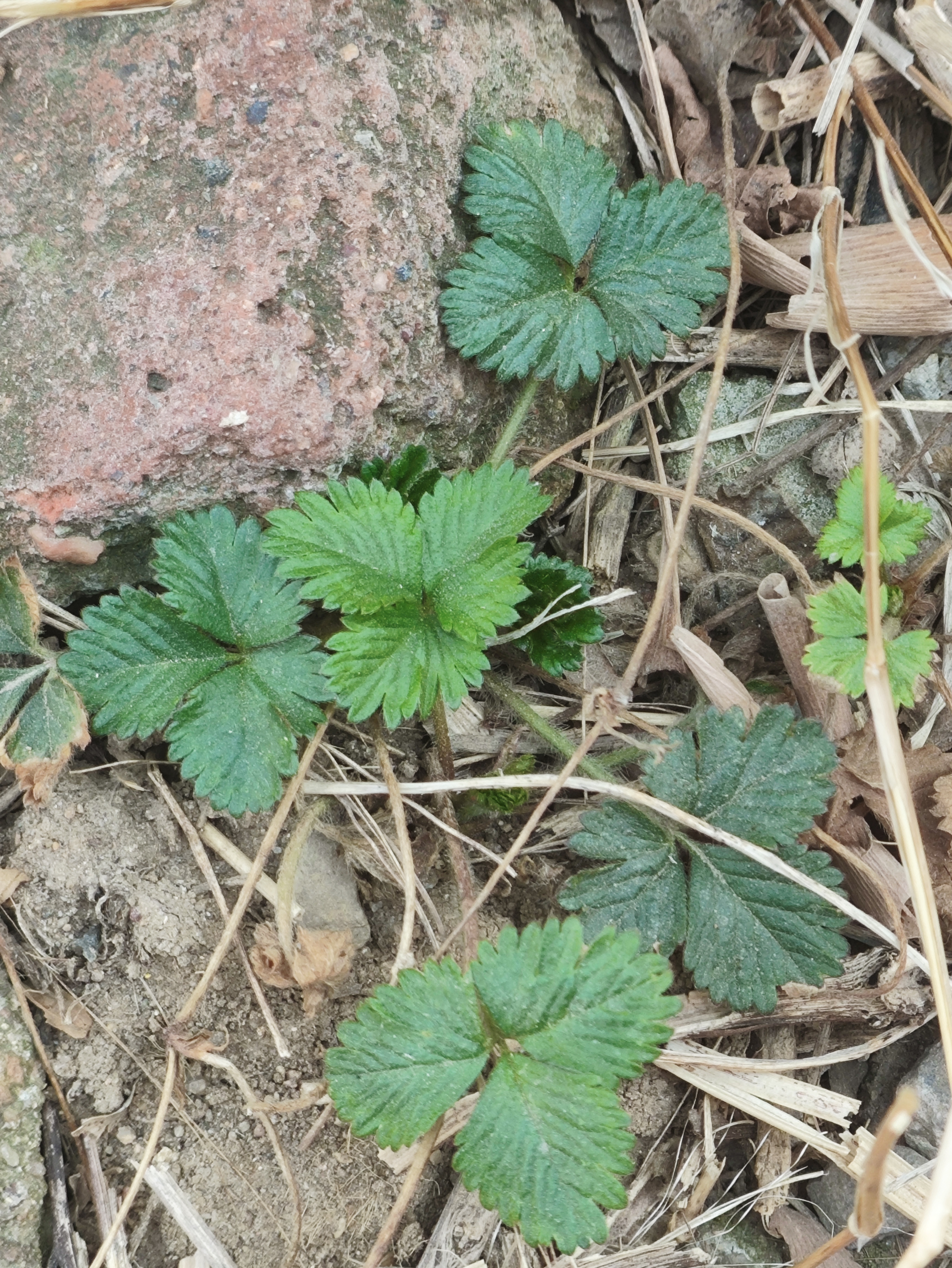 野草莓的图片 功效图片