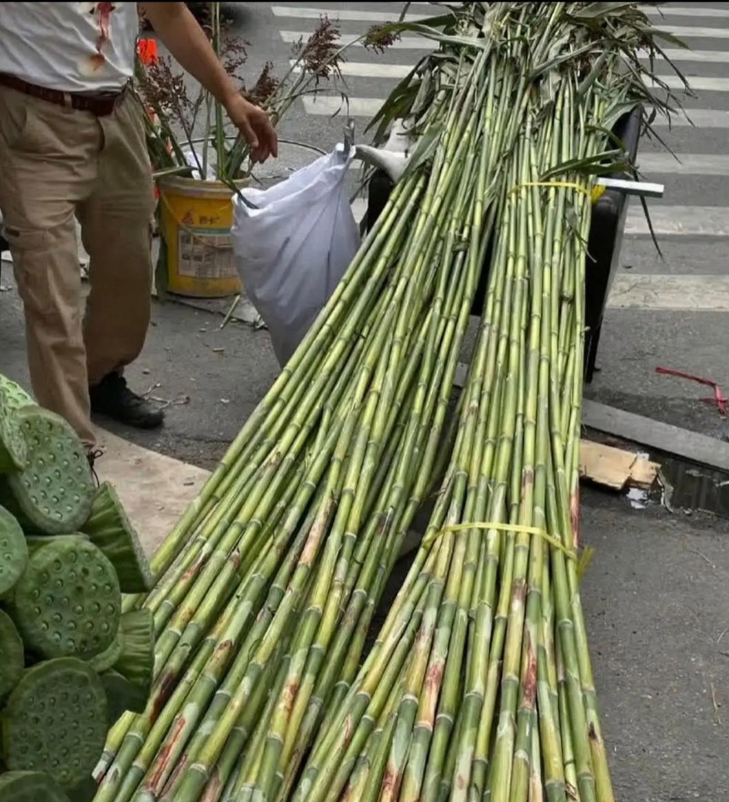 这个甜度恐怕是东北生产的甘蔗,也只有在北方的孩子才懂它是什么东西!