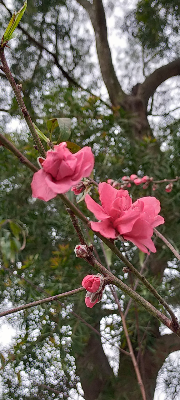 汕头巨峰寺桃花节2021图片