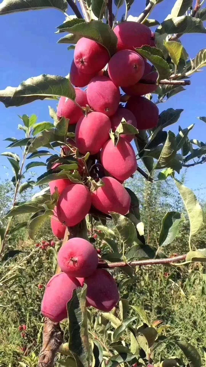 伊犁香妃海棠,高颜值,完美口感,果香浓郁. 今晚上架预售,8.
