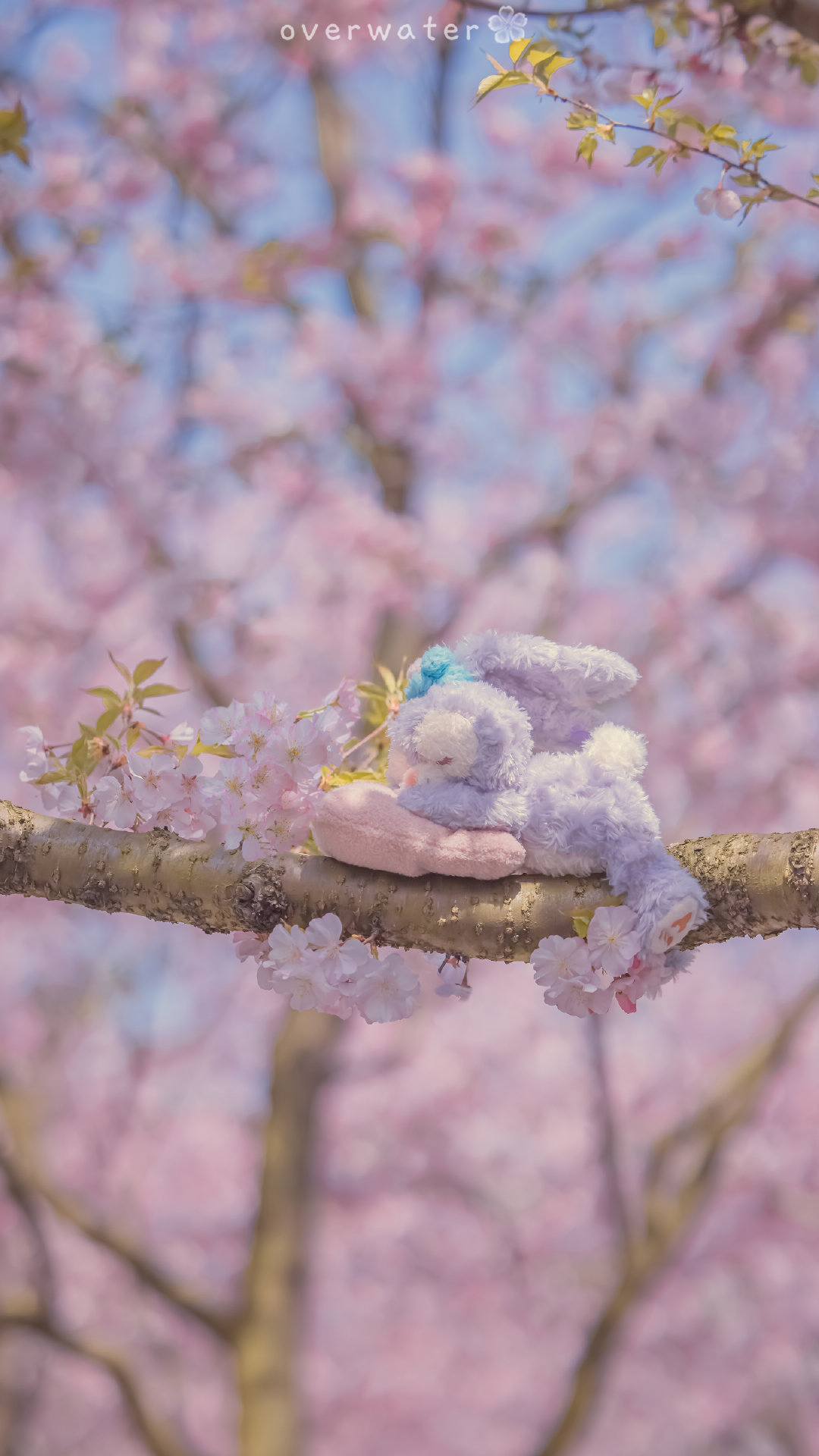 春日樱花树下,紫色小兔与你共享浪漫时光.