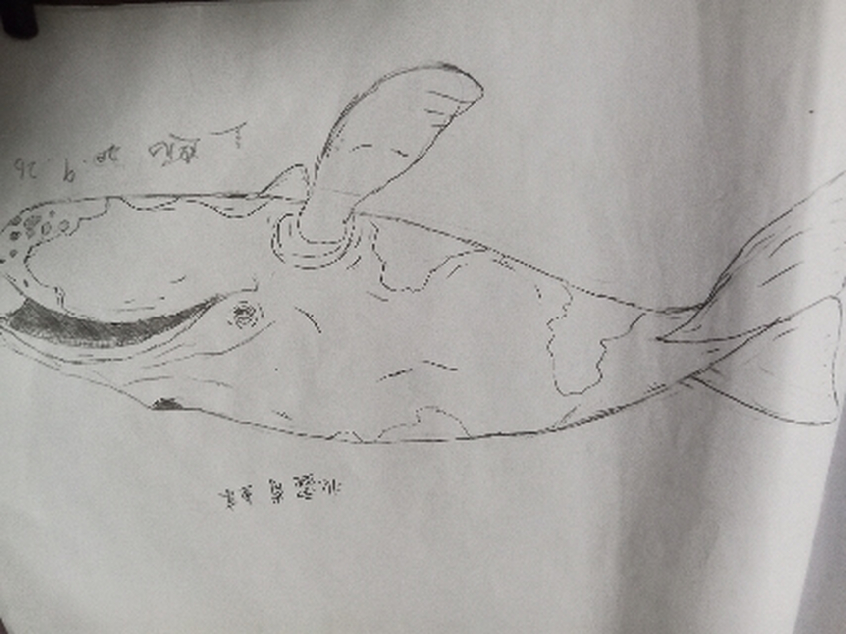鲸鱼速写