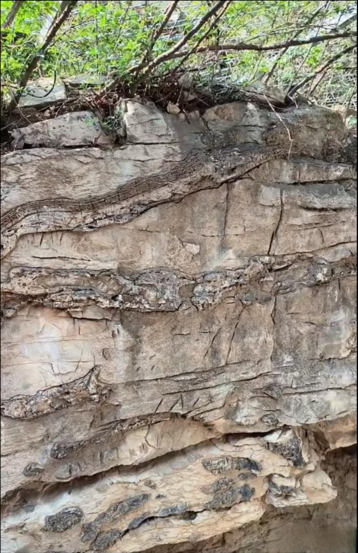 这条蟒蛇化石的存在让我不禁想象起远古时期的恐龙时代.感叹