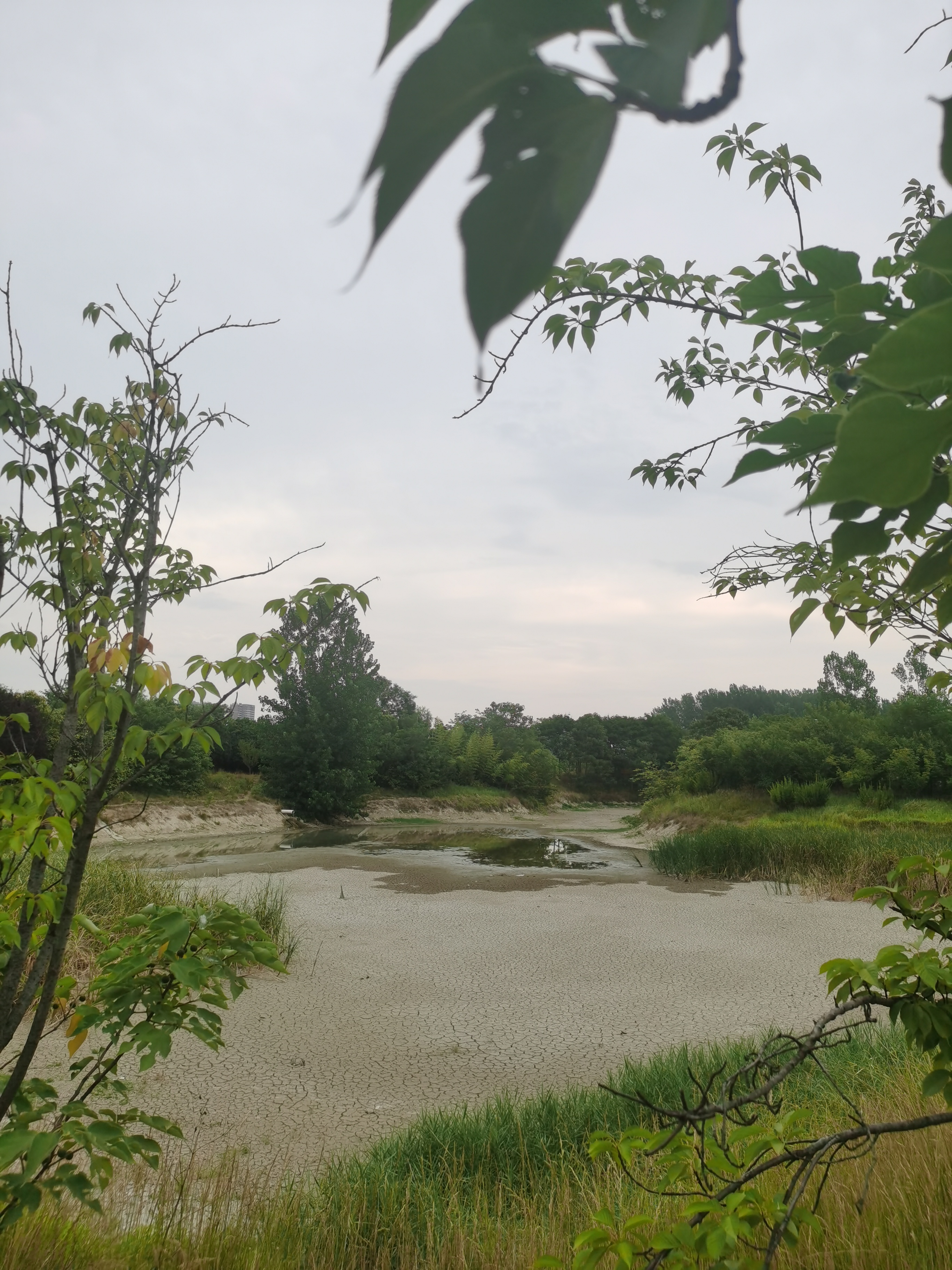 连日高温天气下,葛天源公园的树木和小湖