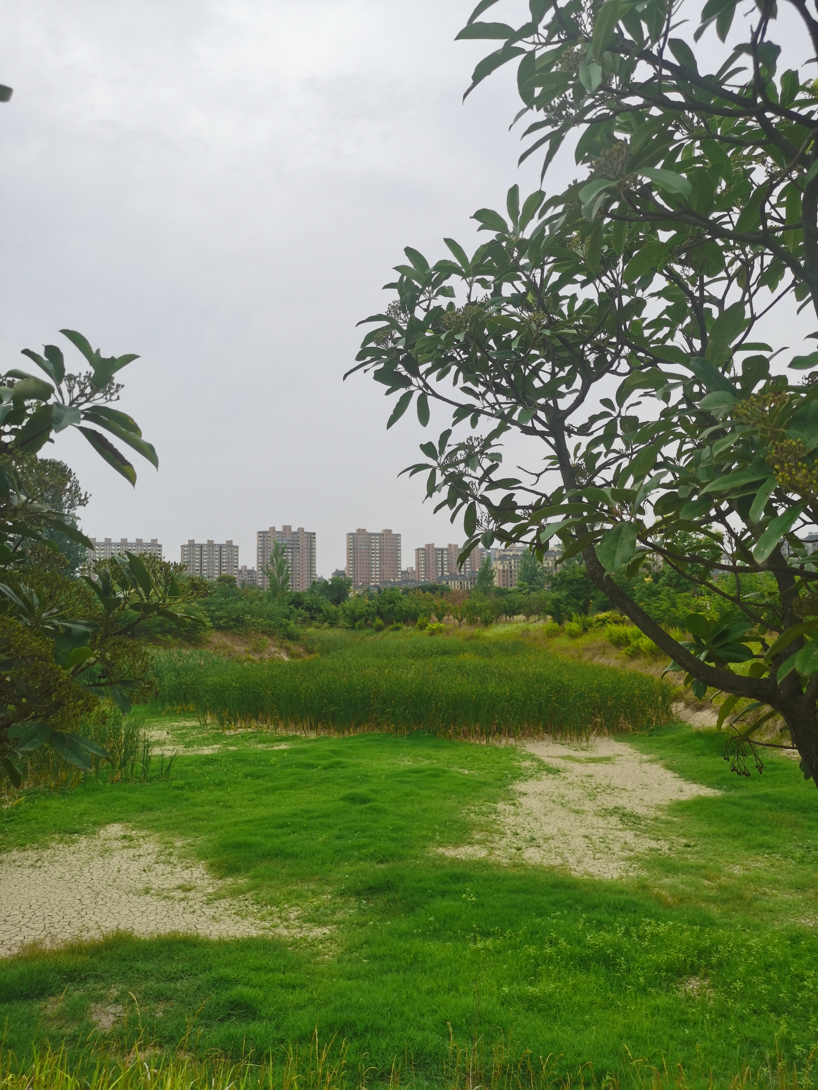 连日高温天气下,葛天源公园的树木和小湖