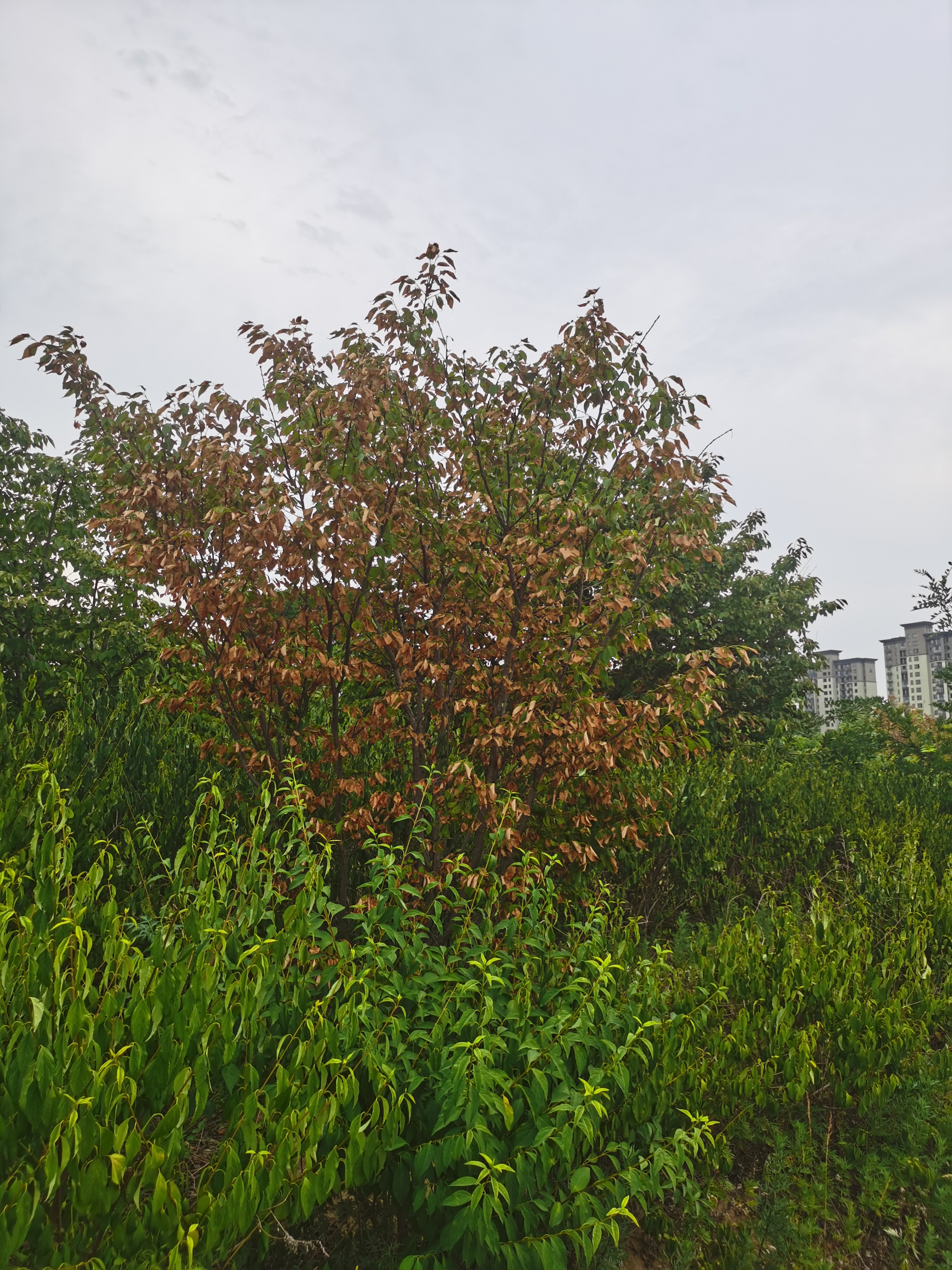 连日高温天气下,葛天源公园的树木和小湖