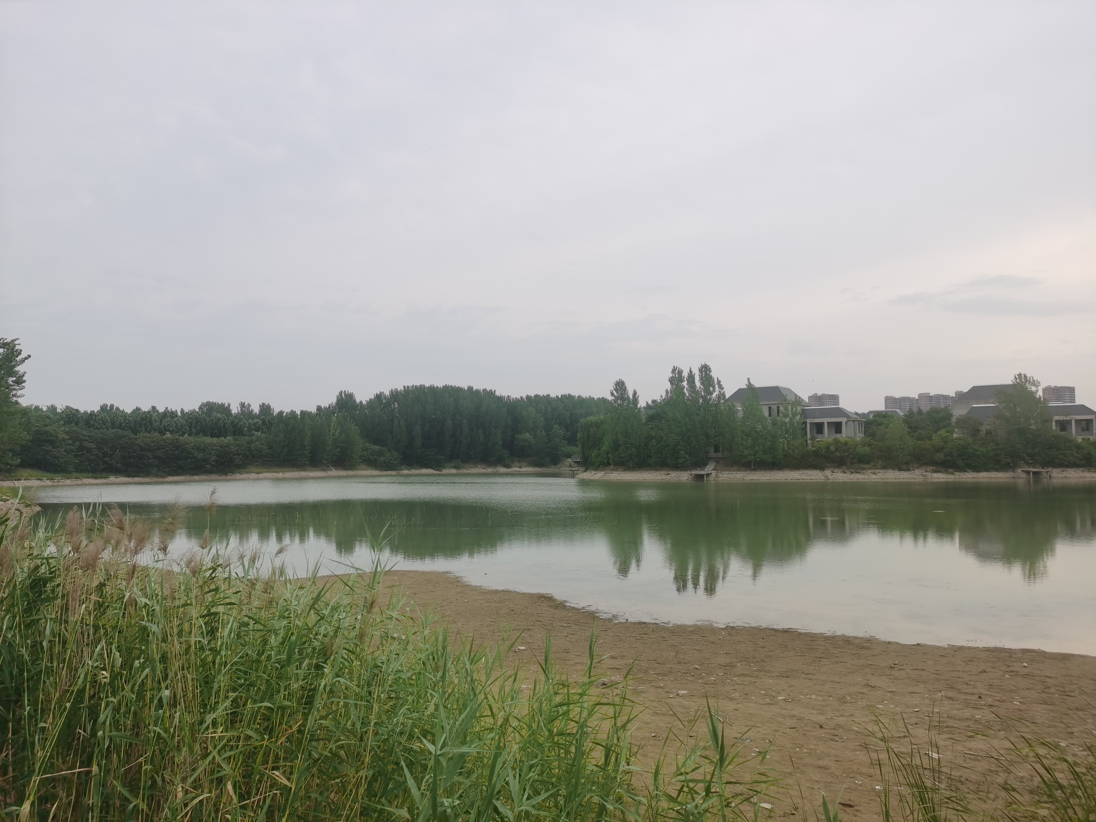 连日高温天气下,葛天源公园的树木和小湖