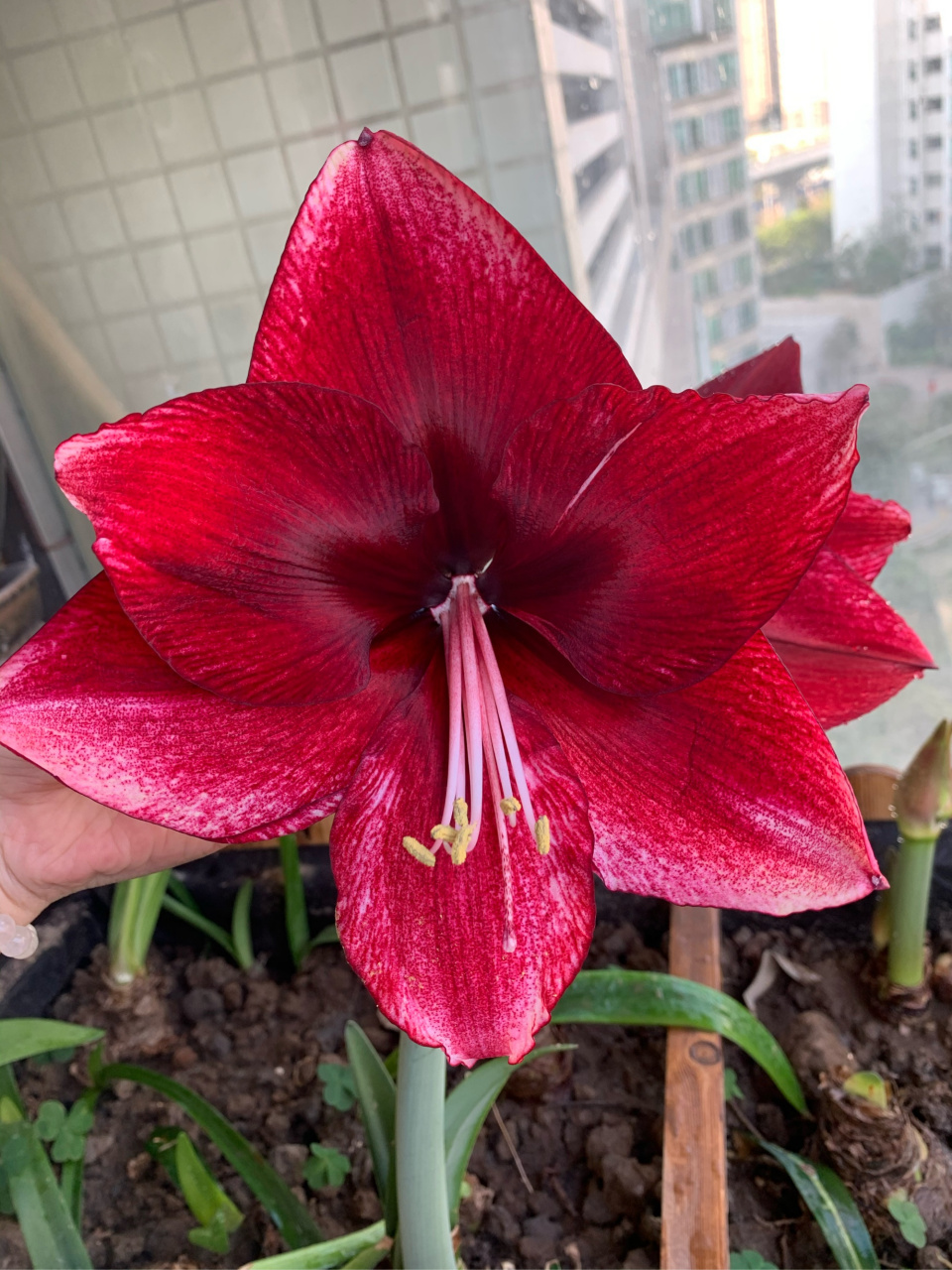 朱顶红达芙妮开了