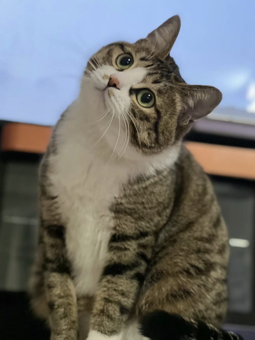 四川简州猫 #萌宠# #情感# #热点引擎计划# #一起来吸猫# #vlog记录