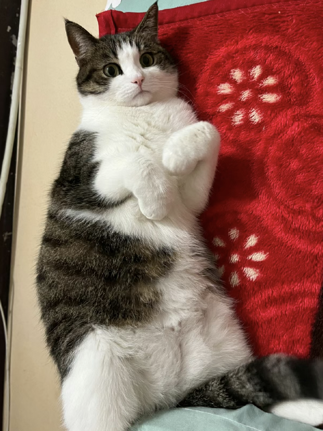 四川简州猫 #萌宠# #情感# #热点引擎计划# #一起来吸猫# #vlog记录