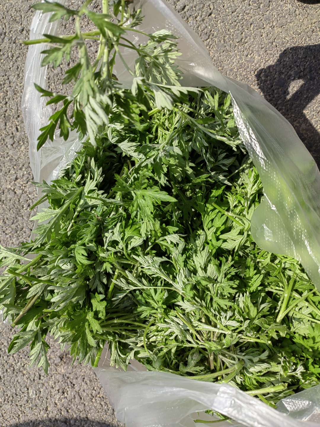 你们那里叫什么名?