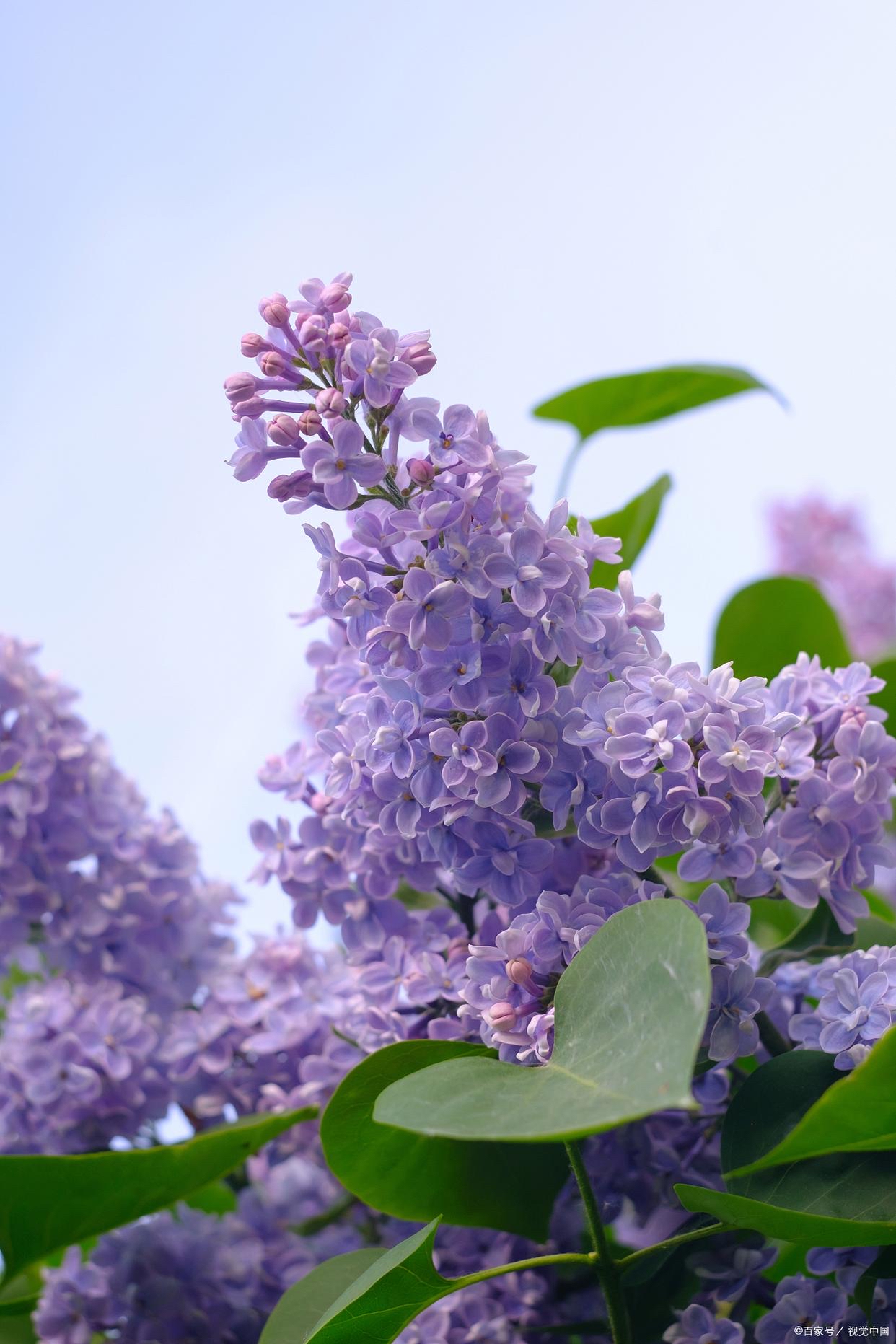 丁香花几月份开花图片