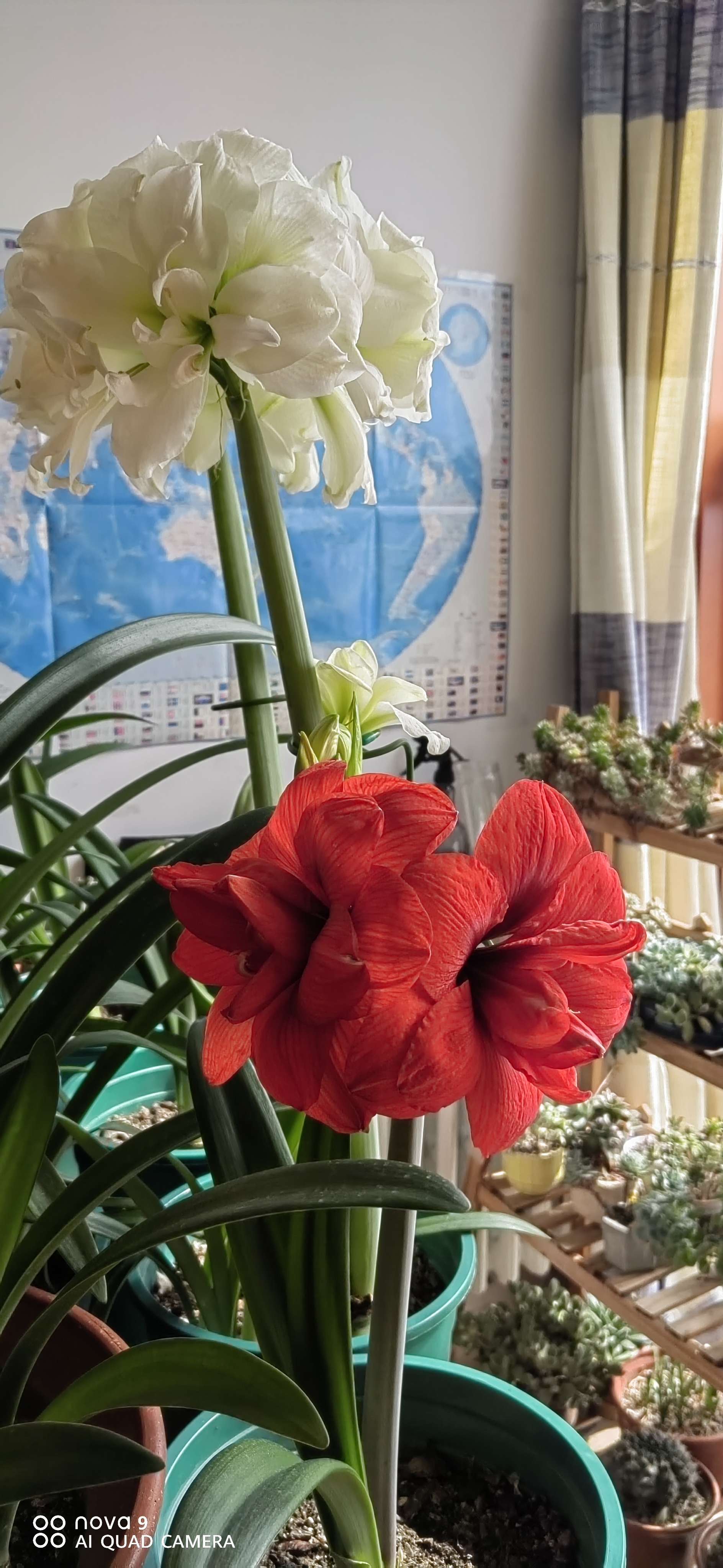 朱顶红双王自然球初花,种球直径大概6-7,开花效果不错,瓣化也可以