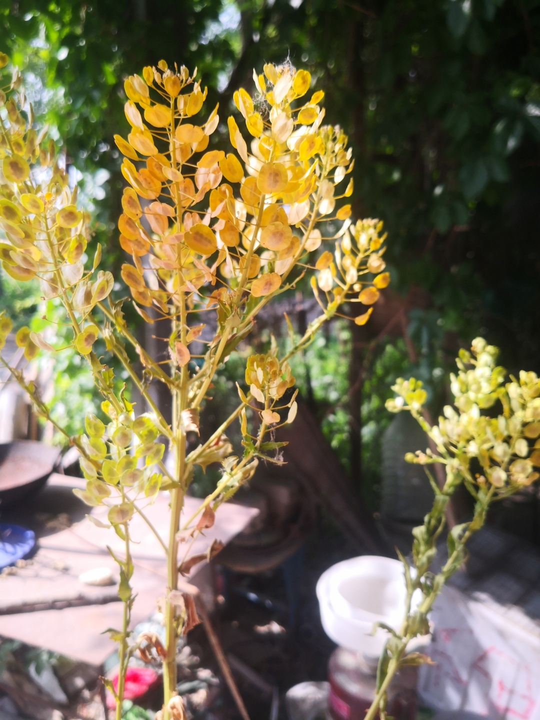 榨油的植物忍子图片图片