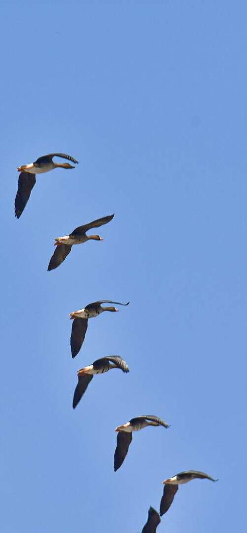 孤雁 雁阵声去远,  只身影孤单.  不知家何在!  低空复盘旋.