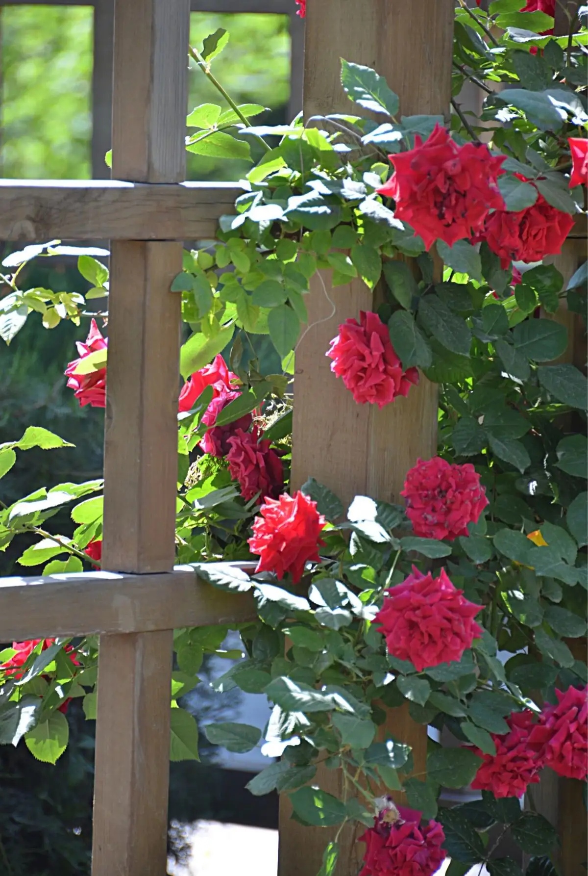 飘零三十载,  几度夕阳红!