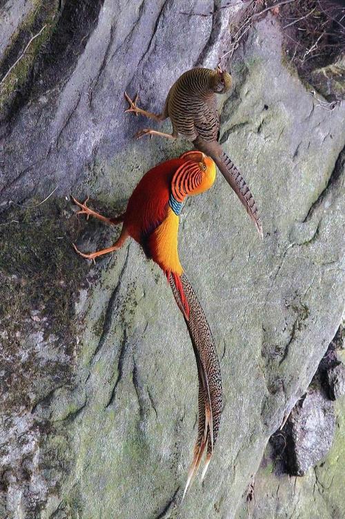 红腹锦雉 红袍金冠志气高,一品绥带空中飘.