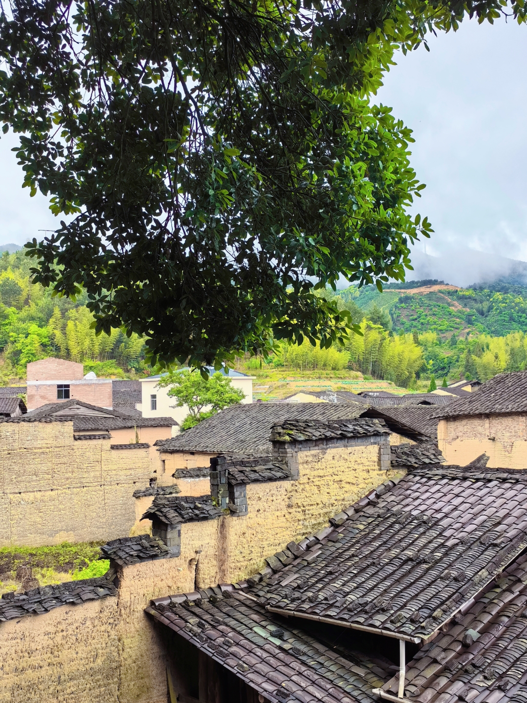 老家在福建宁德的偏远山区农村,将近千米海拔,冬天冷的要命,福建少有