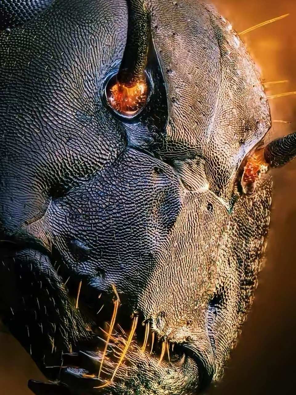 放大100倍的蚂蚁脑袋