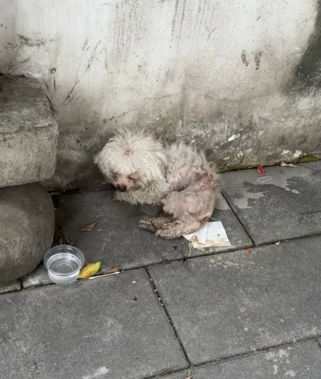 挑食又爱咬人的小比熊被赶出家门后,脏兮兮的没啥狗样子,还是得吃肉