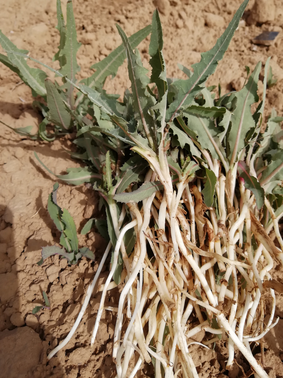 甜苣味苦,苦苣更苦,不喜欢吃的人实在难以下咽,不过喜欢吃的人却可以