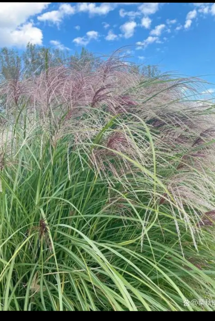 在形态上,芒草株高可达1-2米,茎杆无