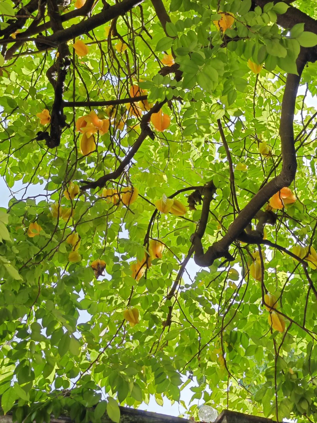 金黄的杨桃星星点点挂于枝头,在阳光的照耀下,闪烁着诱人的光泽