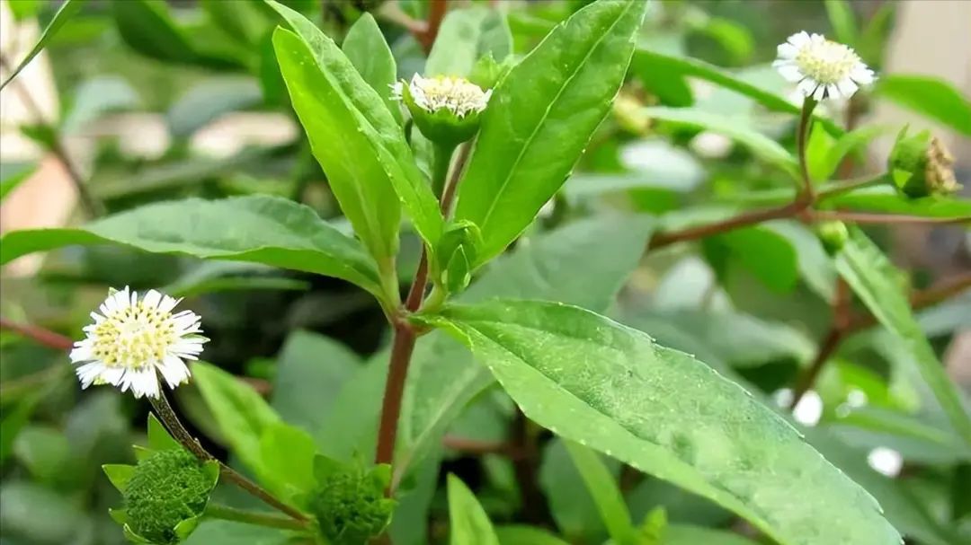 这丛鬼针草,叶片舒展,在阳光下泛着柔和的光