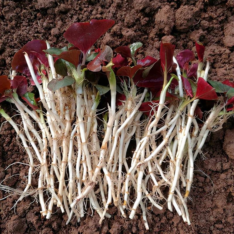 鱼星草,乡野的珍宝