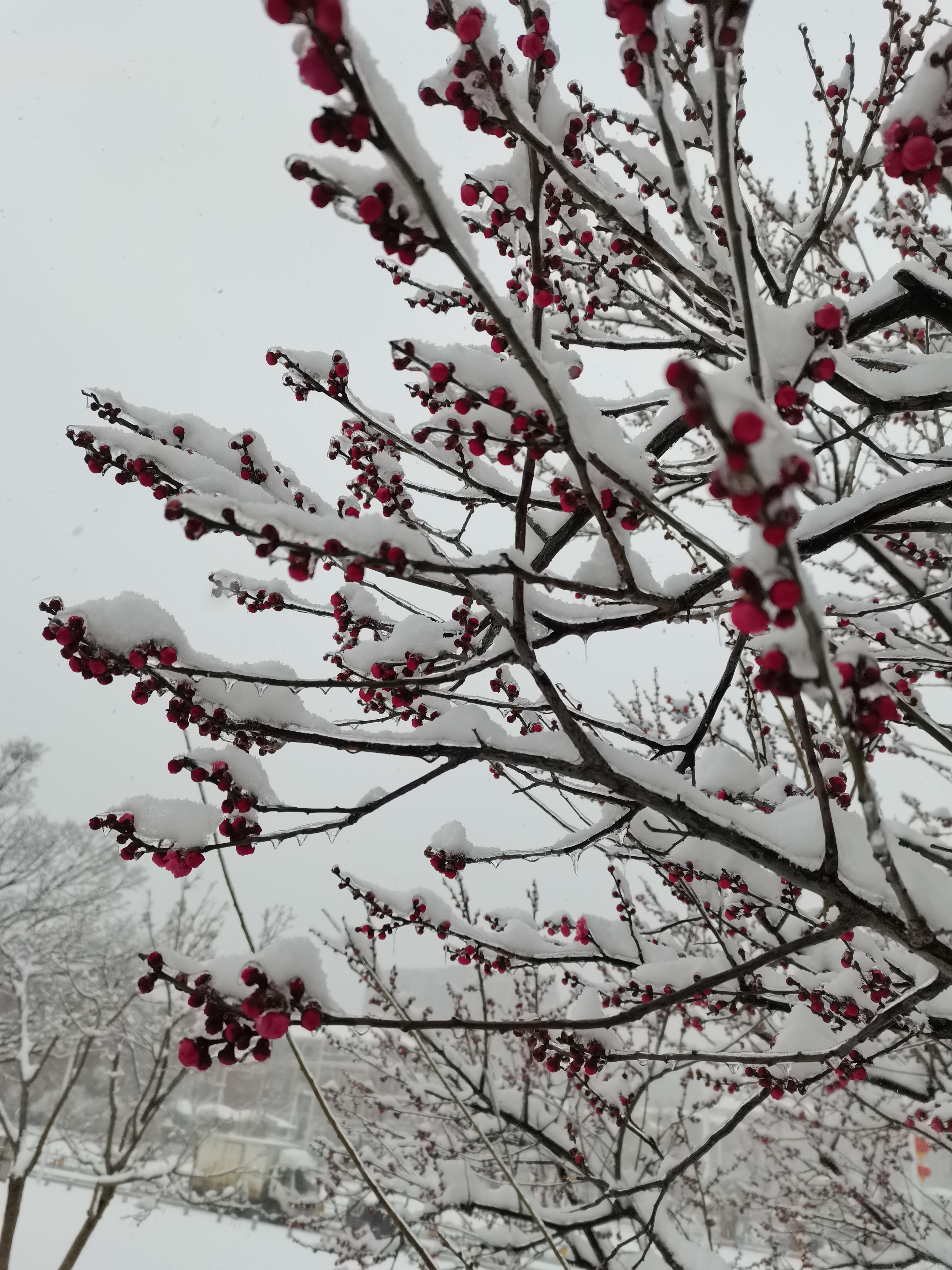 武汉雪景图片