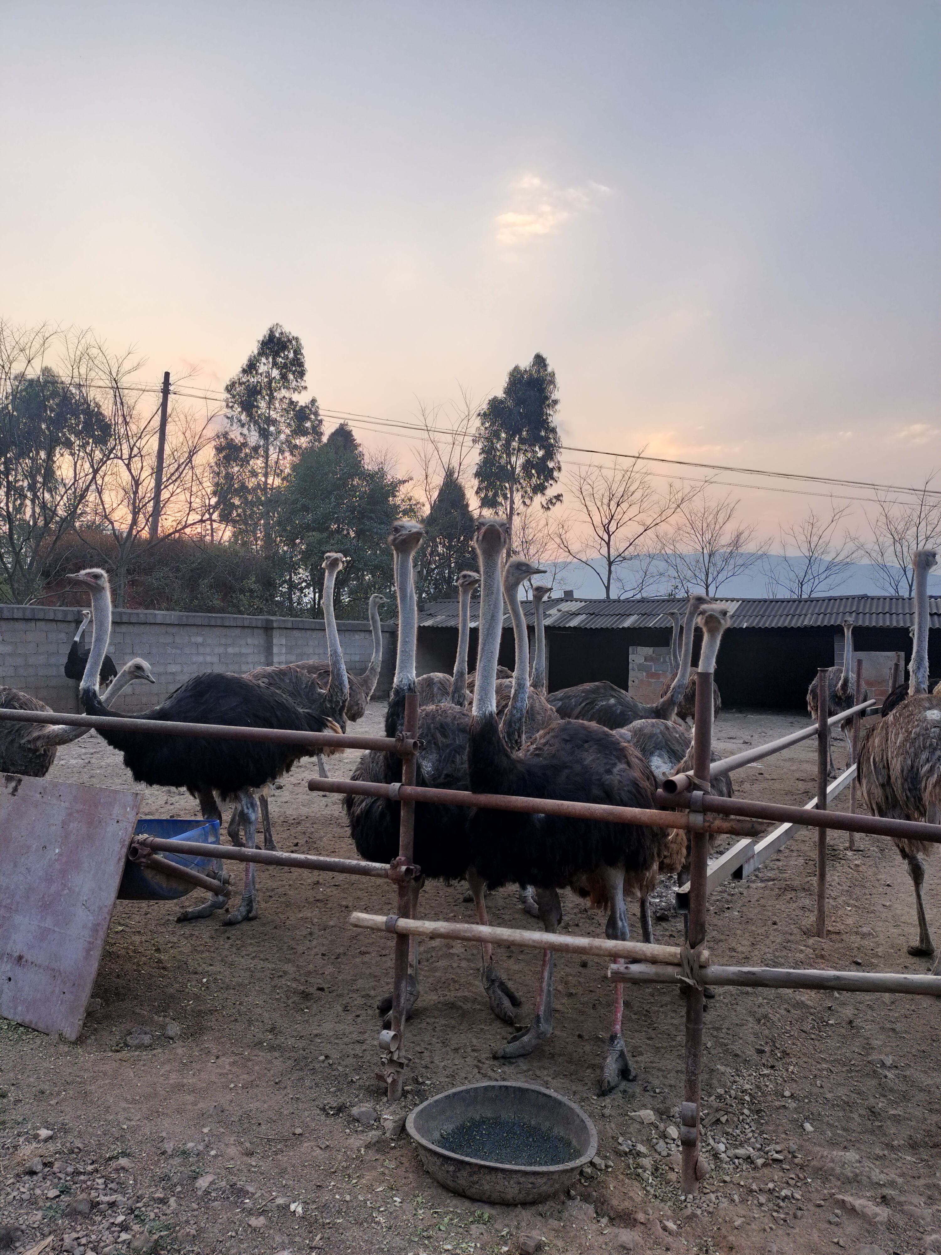 红河州泸西县旧城镇鸵鸟养殖基地基地