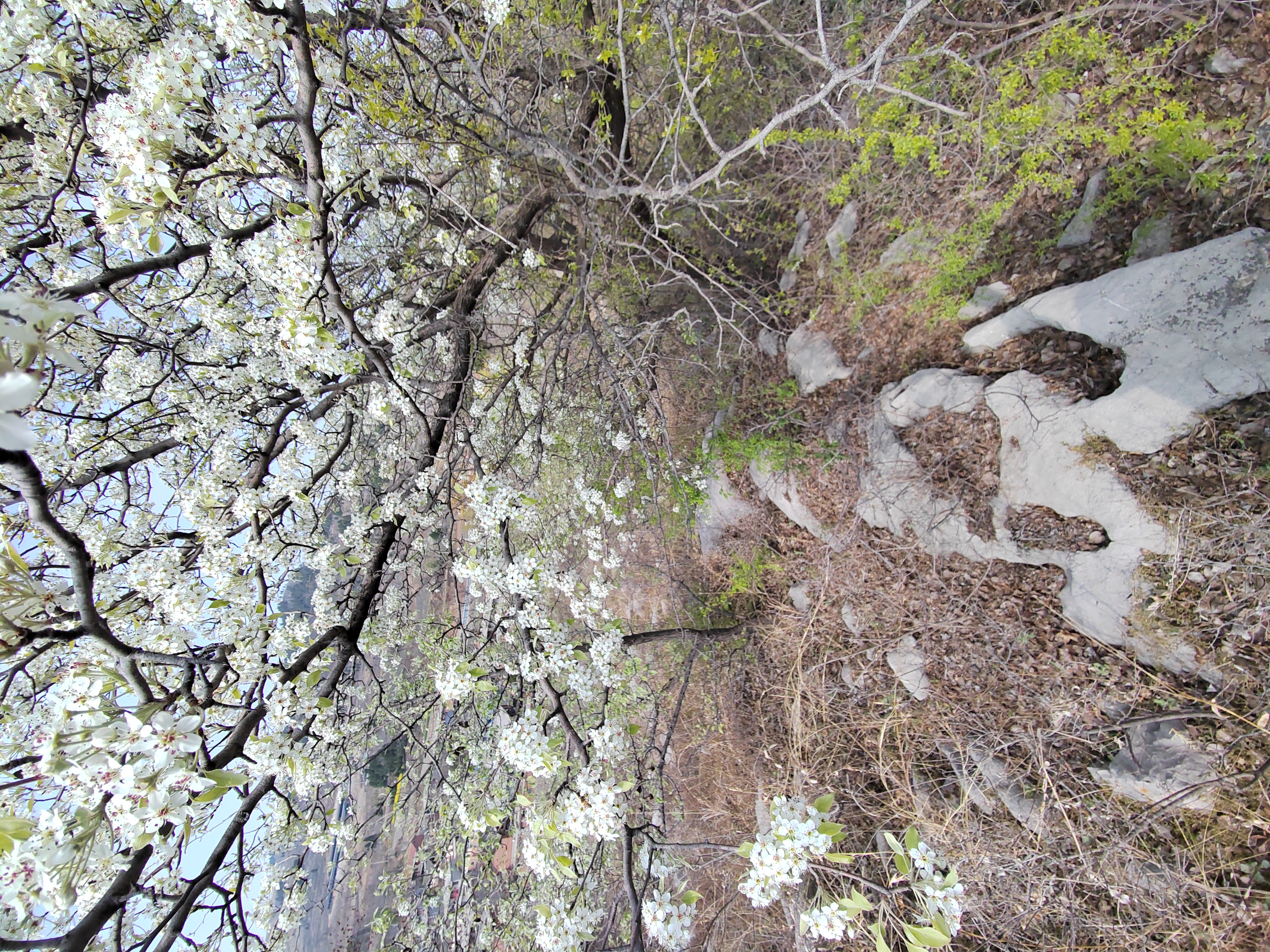 这棵梨树