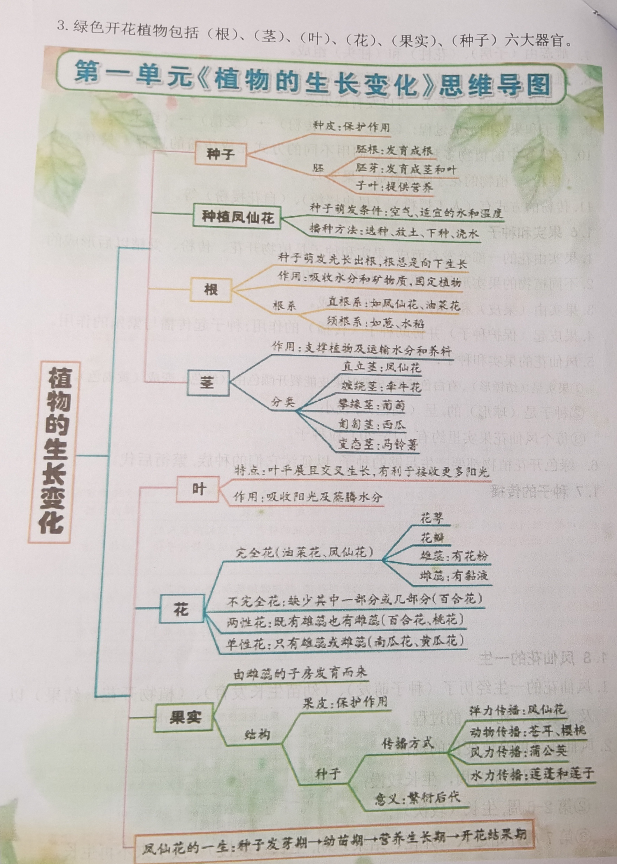 初中种子植物思维导图图片