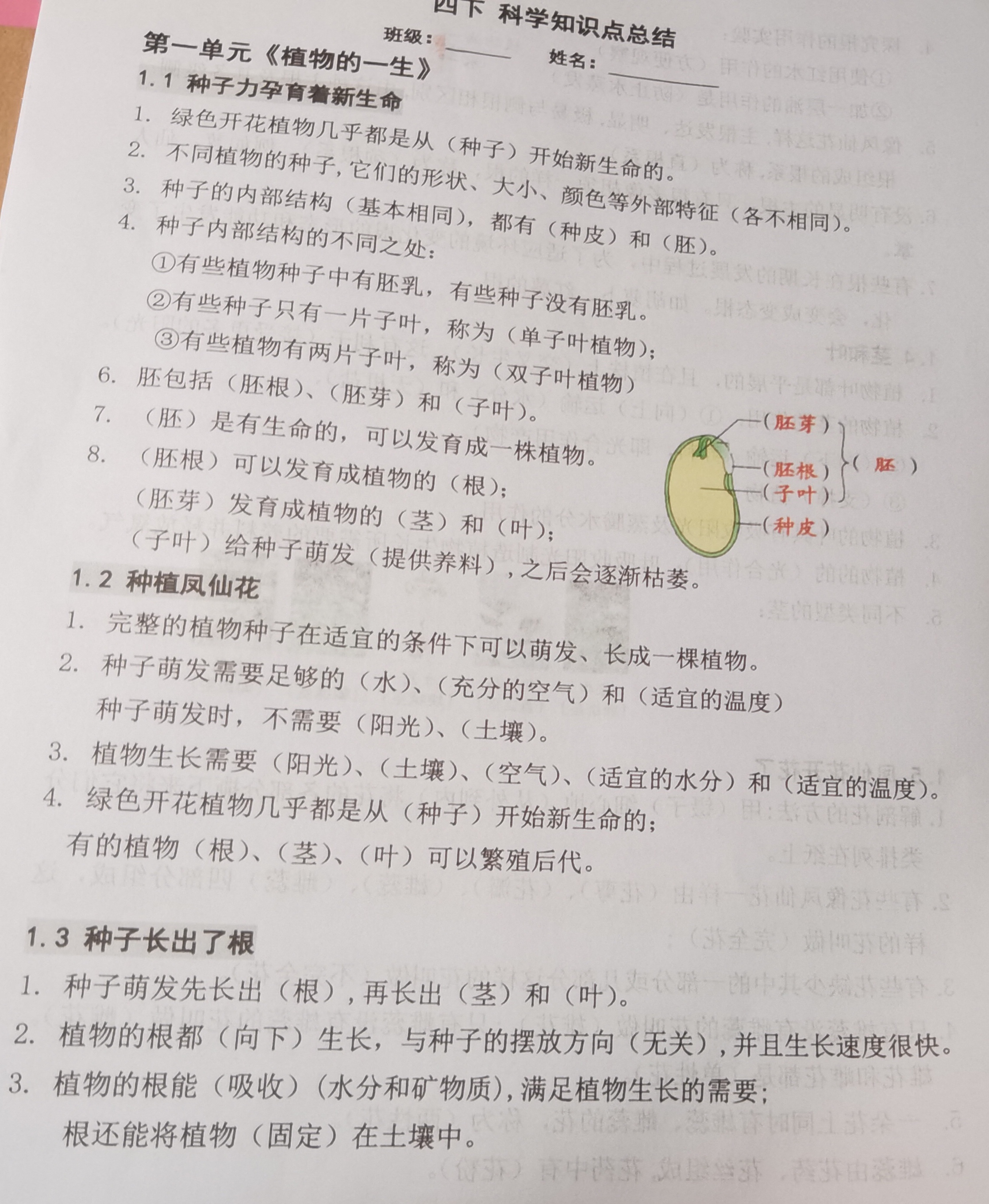 种子生长过程思维导图图片