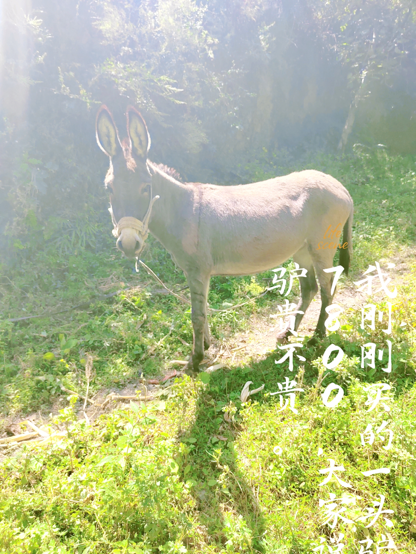 驴子戴口罩草地奇遇记 🌿  驴子也爱美?没错!