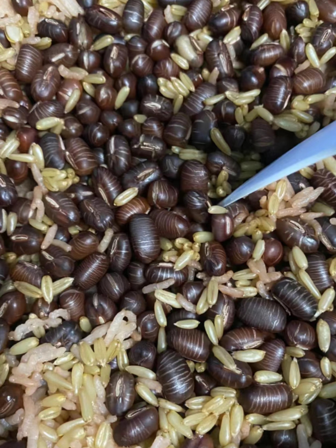 这到底是不是虫子啊!