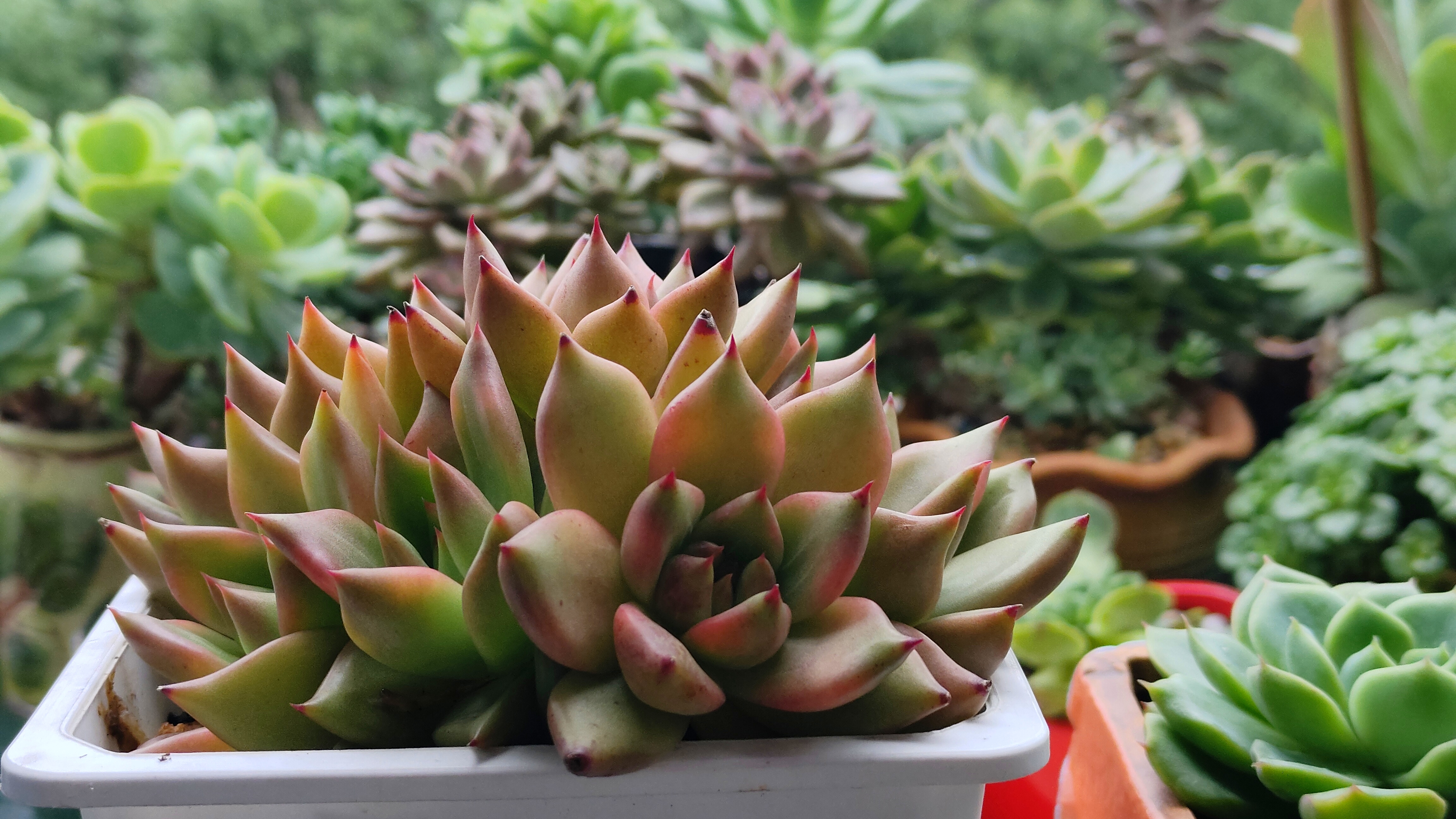 有认识的小姐姐吗?请在评论区告诉我[比心]