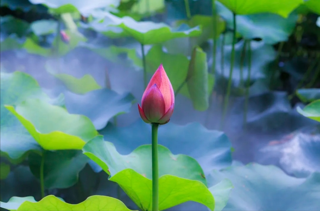 一池清荷,水光潋滟. 花开半夏,摇曳生香.