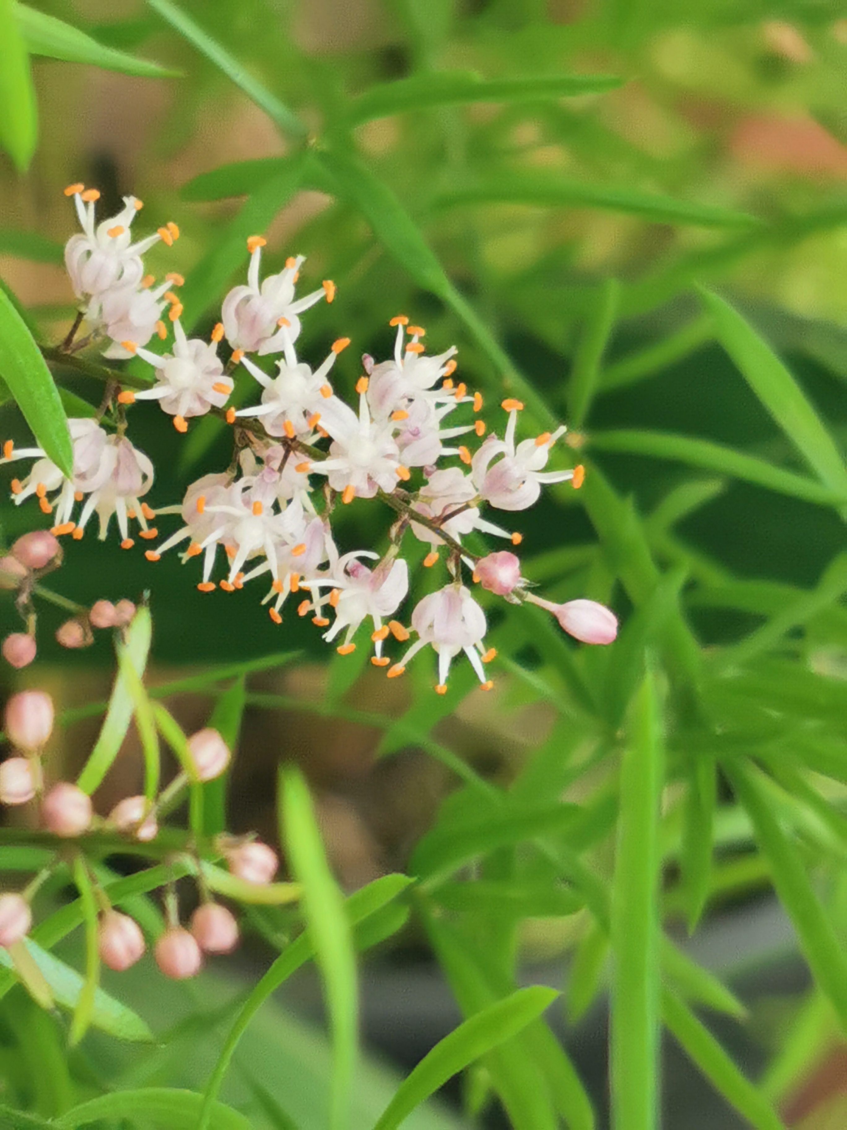 天门冬开花真漂亮,可爱灵动