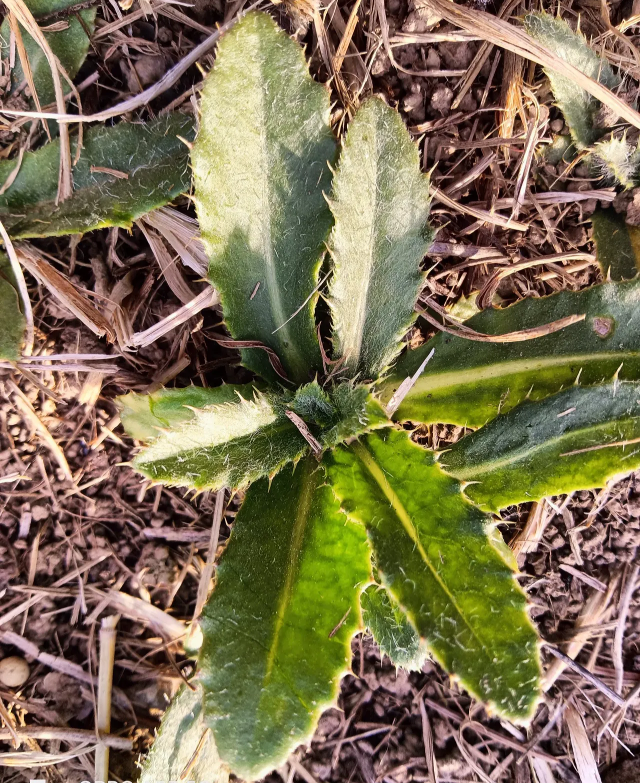 春风吹天气暖,过了春分icon,各种各样的野菜纷纷破地而出,春天正食栽