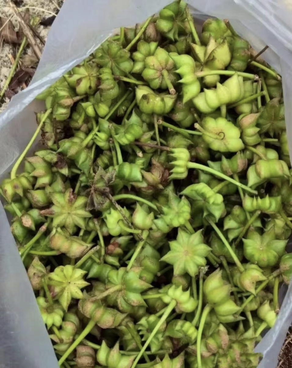 你瞧,今天又跑到山上去,摘回来好多八角