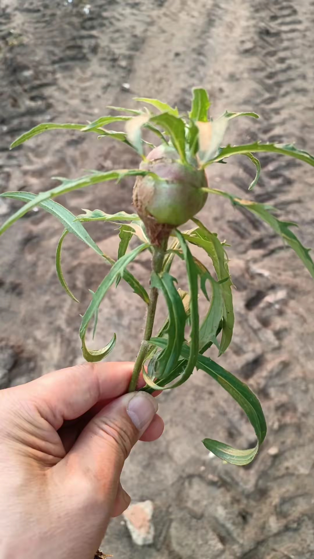 大吴风草的果实图片