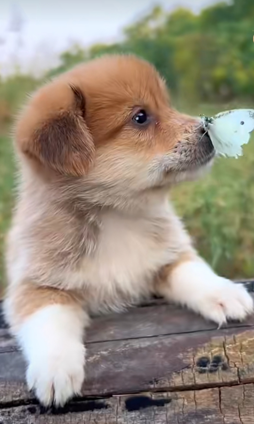 可爱的小狗狗,欢快地奔跑在草地上,五彩的蝴蝶围绕它翩翩起舞,仿佛在