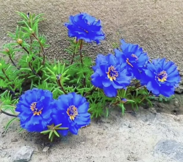 哇,这蓝色的太阳花简直美翻啦!