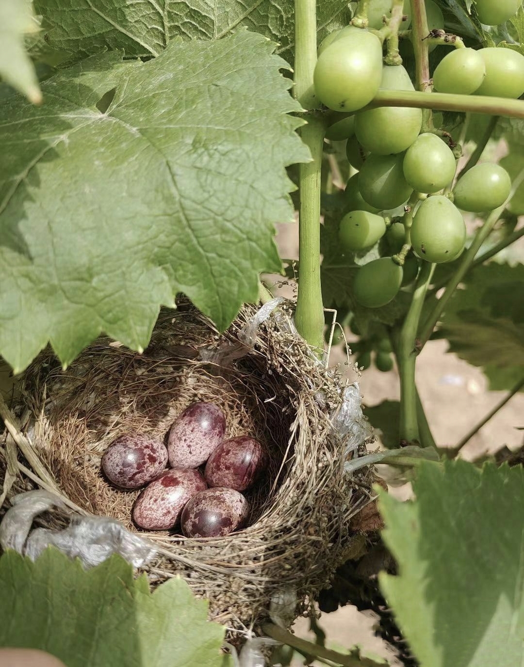 今天去摘葡萄时,却发现葡萄藤上藏着个鸟窝,里面有5个斑褐色的鸟蛋