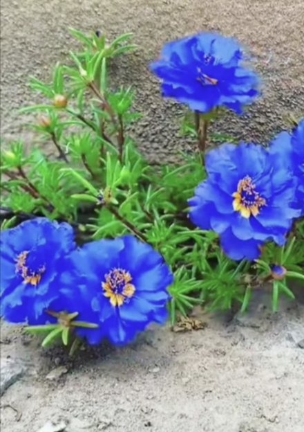 哇,这蓝色的太阳花简直美翻啦!