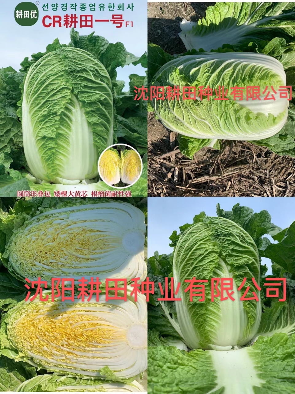 农业技术 秋季播种黄心白菜种子-cr耕田一号黄心白菜种子 沈阳